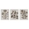 Stupell Industries Vintage Country Botanicals 3pc Wall Plaque Art Set Design by Lil' Rue